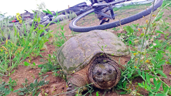 Mr. Turtle