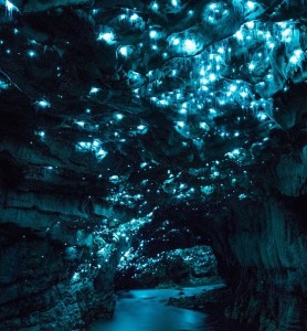 Glowworm